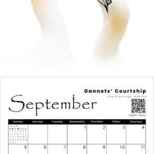 2027 Bird Calendar